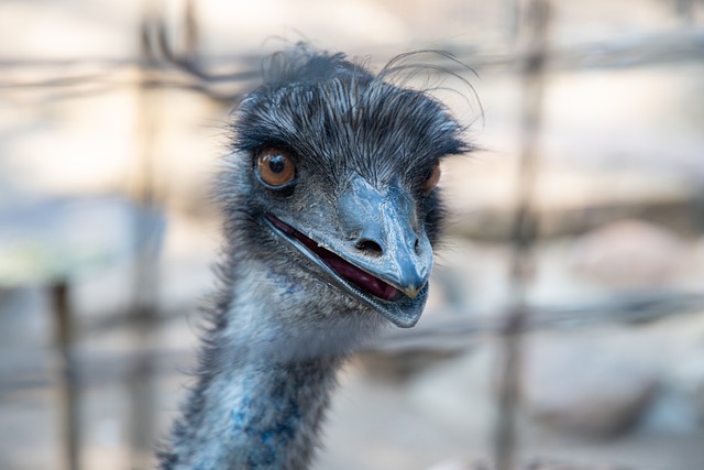 Free download emu bird animal wildlife nature free picture to be edited with GIMP free online image editor