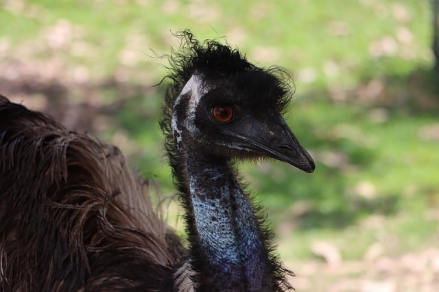 Free download emu head beak australia feathers free picture to be edited with GIMP free online image editor