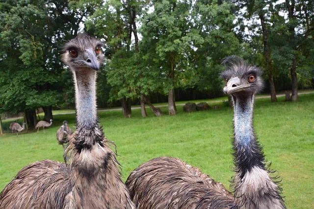 Free download emus australia animals zoo free picture to be edited with GIMP free online image editor