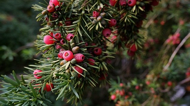 Free download english yew fruits tree leaves free picture to be edited with GIMP free online image editor