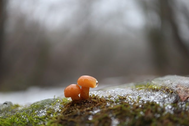 Free download enoki mushrooms mushrooms enokitake free picture to be edited with GIMP free online image editor