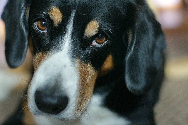 Free download Entlebucher Dog Pet -  free photo or picture to be edited with GIMP online image editor