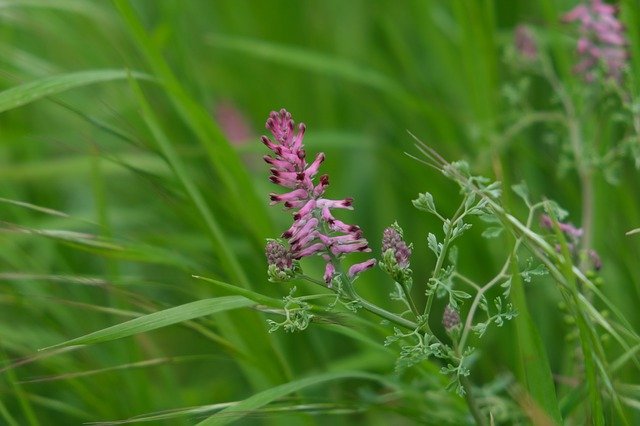 Free download Erdrauch Plant Meadow -  free photo or picture to be edited with GIMP online image editor