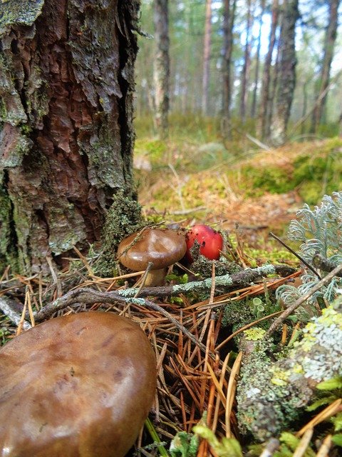 Free download Estonia Viru Bog Nature -  free photo or picture to be edited with GIMP online image editor