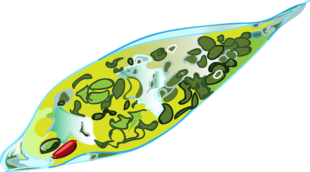 Free download Euglena Microorganisms Nutrition - Free vector graphic on Pixabay free illustration to be edited with GIMP free online image editor