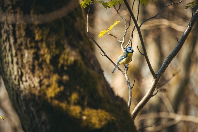 Free download eurasian blue tit bird nature free picture to be edited with GIMP free online image editor