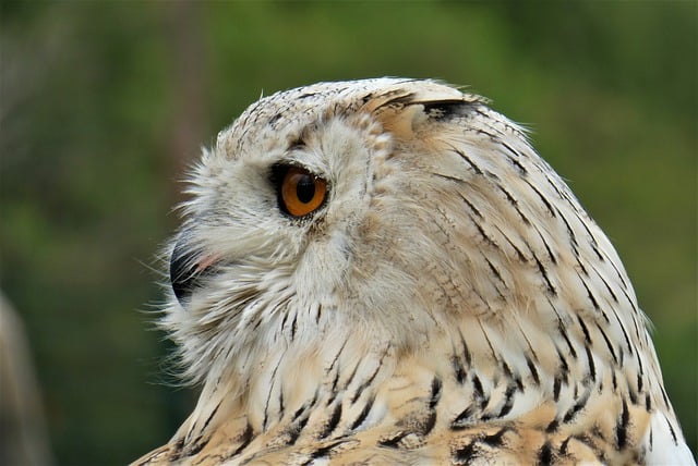 Free download eurasian eagle owl bird owl free picture to be edited with GIMP free online image editor