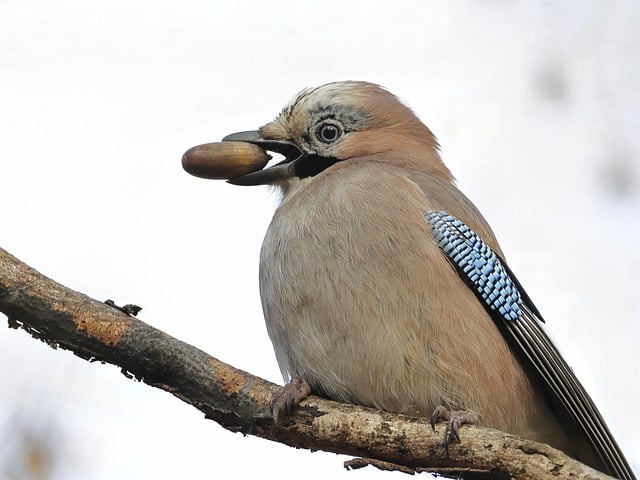 Free download eurasian jay passerine jay acorn free picture to be edited with GIMP free online image editor