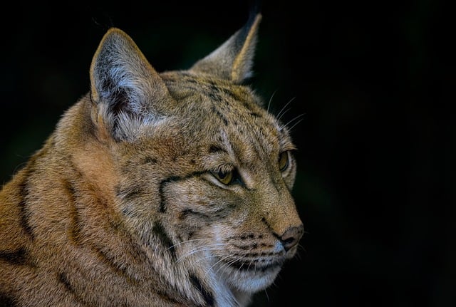 Free download eurasian lynx lynx wild cat feline free picture to be edited with GIMP free online image editor