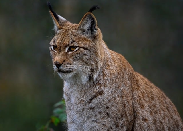 Free download eurasian lynx lynx wild cat mammal free picture to be edited with GIMP free online image editor