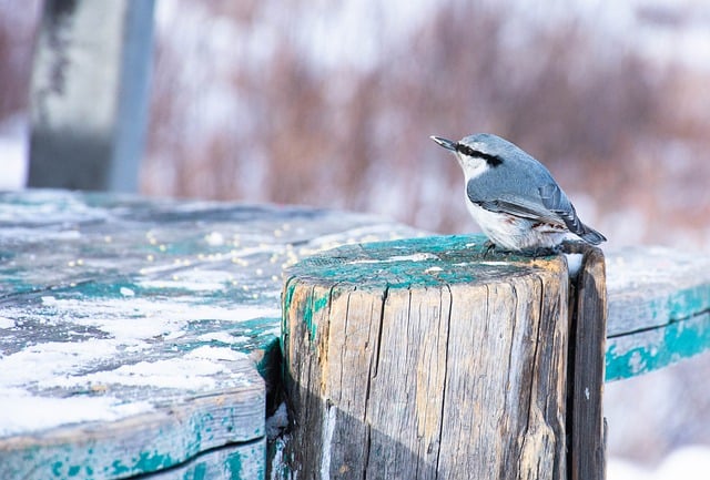 Free download eurasian nuthatch bird ornithology free picture to be edited with GIMP free online image editor