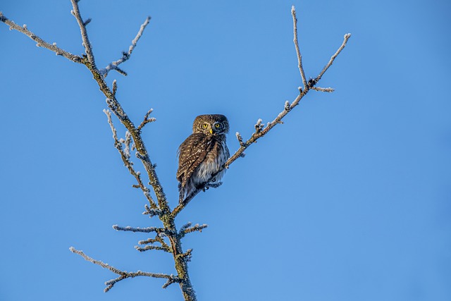 Free download eurasian pygmy owl bird owl free picture to be edited with GIMP free online image editor