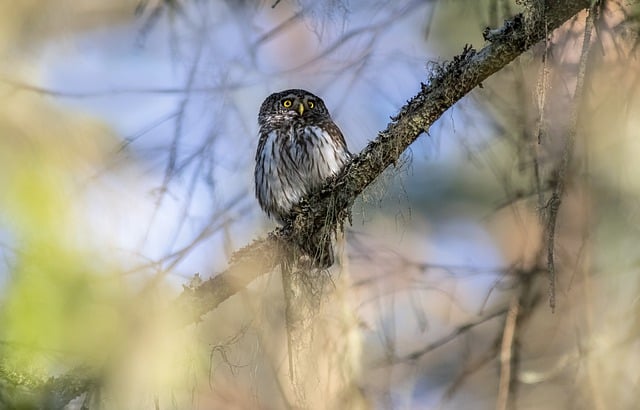 Free download eurasian pygmy owl owl bird free picture to be edited with GIMP free online image editor