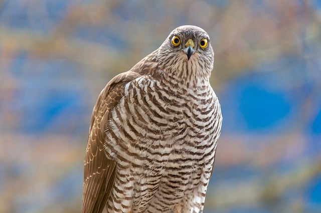 Free download eurasian sparrowhawk sparrowhawk free picture to be edited with GIMP free online image editor