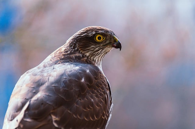 Free download eurasian sparrowhawk sperber free picture to be edited with GIMP free online image editor