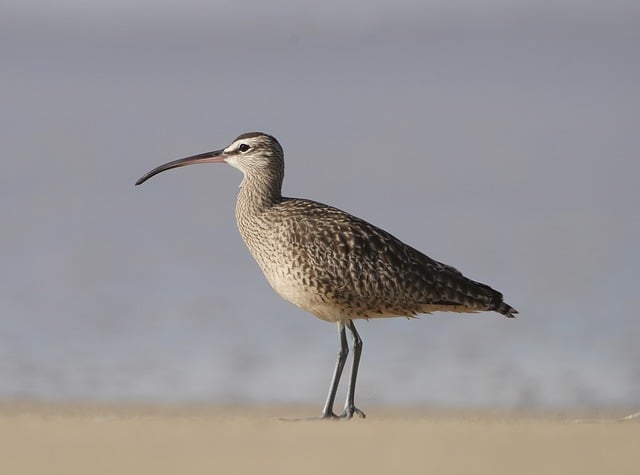 Free download eurasian whimbrel whimbrel free picture to be edited with GIMP free online image editor