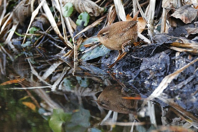 Free download eurasian wren bird lake animal free picture to be edited with GIMP free online image editor