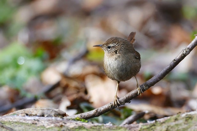 Free download eurasian wren bird wren free picture to be edited with GIMP free online image editor