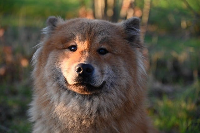 Free download eurasier dog dog canine raise free picture to be edited with GIMP free online image editor