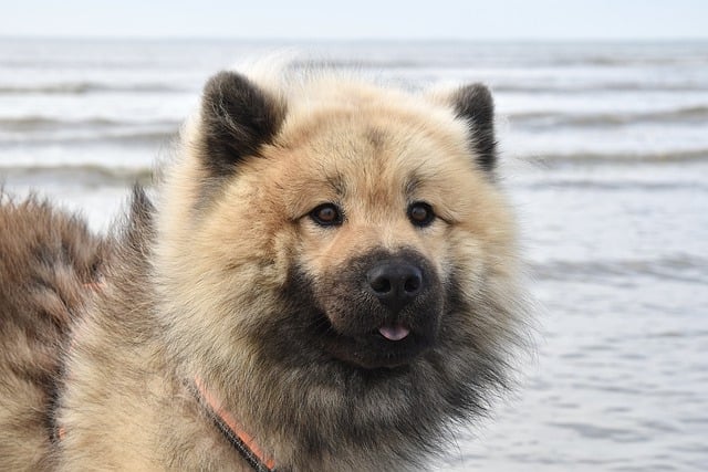 Free download eurasier dog mammal species fauna free picture to be edited with GIMP free online image editor