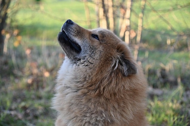 Free download eurasier dog outside animal free picture to be edited with GIMP free online image editor