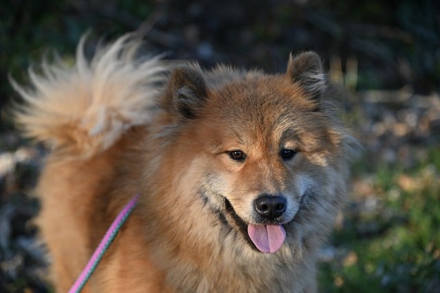 Free download eurasier dog raise canine pet free picture to be edited with GIMP free online image editor