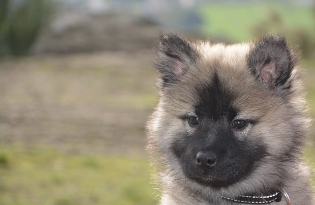 Free download eurasier female dog dog canine free picture to be edited with GIMP free online image editor