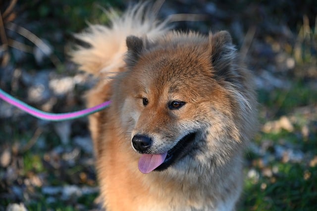 Free download eurasier idyllic eurasier free picture to be edited with GIMP free online image editor