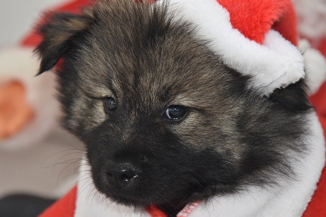 Free download eurasier puppy dog portrait free picture to be edited with GIMP free online image editor