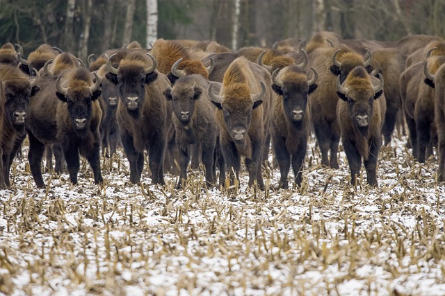 Free download european bisons winter wisents free picture to be edited with GIMP free online image editor