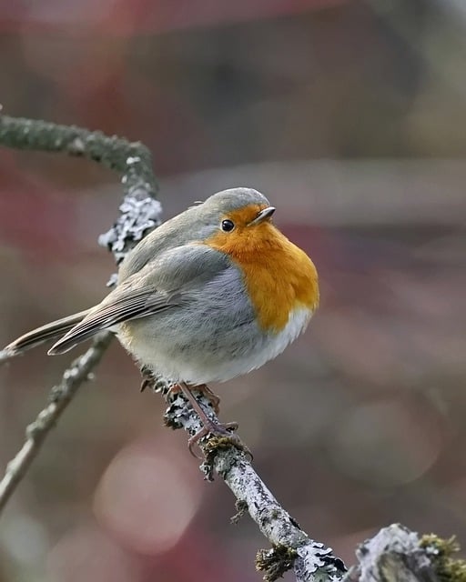 Free download european robin perched free picture to be edited with GIMP free online image editor