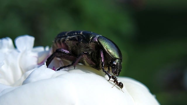 Free download european rose chafer insect free picture to be edited with GIMP free online image editor