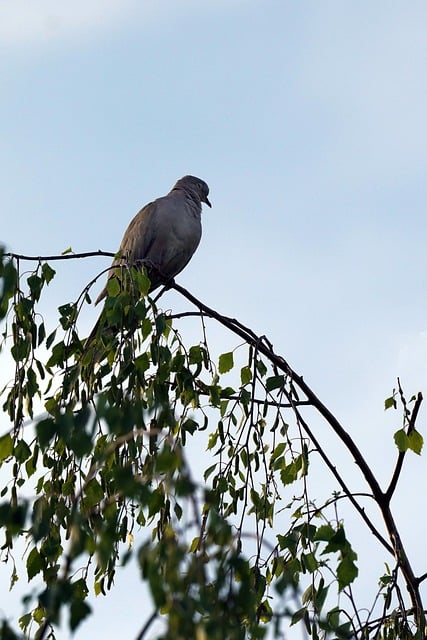 Free download eve mood dove bird branch wait free picture to be edited with GIMP free online image editor