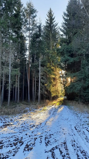 Free download evening light glow forest trees free picture to be edited with GIMP free online image editor