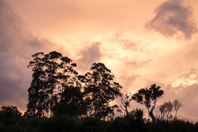 Free download Evening Sky Trees -  free photo or picture to be edited with GIMP online image editor