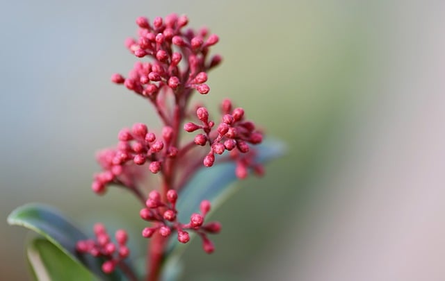 Free download evergreen shrub inflorescence free picture to be edited with GIMP free online image editor