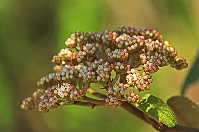 Free download Evergreen Snow Ball Viburnum Tinus -  free photo or picture to be edited with GIMP online image editor