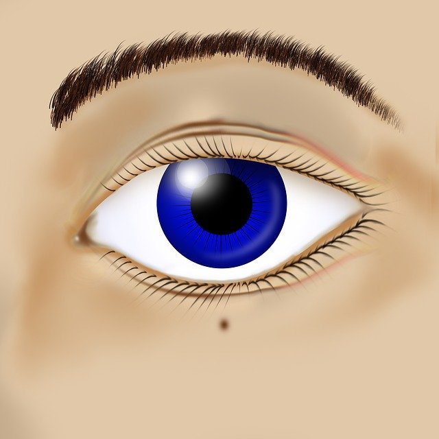 Free download Eyeball Eyesight Eyebrow -  free illustration to be edited with GIMP free online image editor