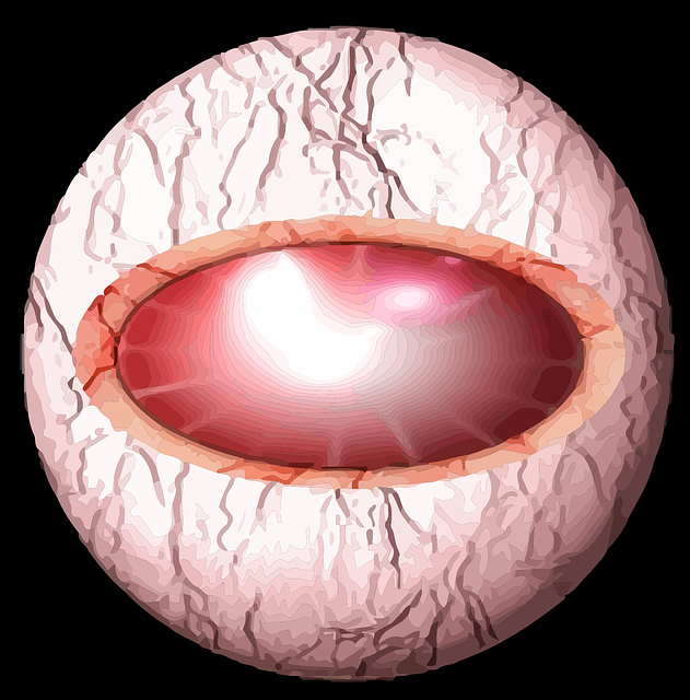 Ojo Parte Del Cuerpo · Gráficos Vectoriales Gratis En Pixabay