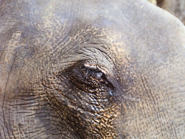 Free download Eye Elephant Wrinkles -  free photo or picture to be edited with GIMP online image editor