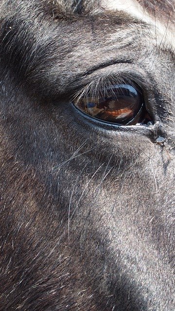 Free download Eye Horse Animal -  free photo or picture to be edited with GIMP online image editor