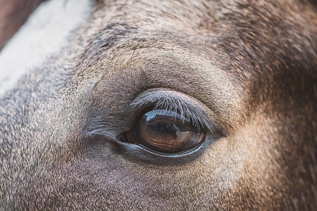 Free download eye horse animal pony equine free picture to be edited with GIMP free online image editor