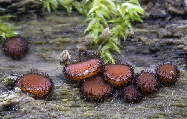 Free download Eyelash-Fungi Fungus Orange -  free photo or picture to be edited with GIMP online image editor