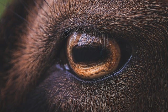 Free download eye macro goat animal nature free picture to be edited with GIMP free online image editor