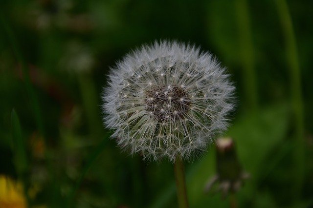 Скачать бесплатно Faded Dandelion Seeds Fluff - бесплатную фотографию или картинку для редактирования с помощью онлайн-редактора GIMP