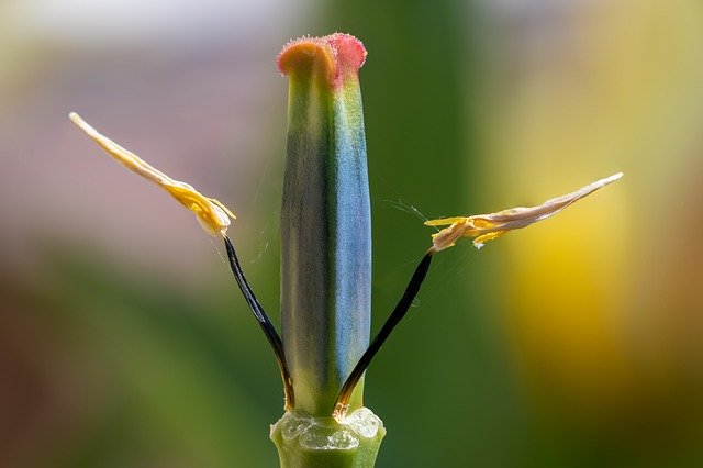 Free download Faded Tulip Spring Pestle -  free photo or picture to be edited with GIMP online image editor