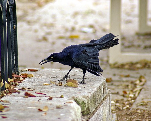 Free download Fair Park Grackle Bird -  free photo or picture to be edited with GIMP online image editor