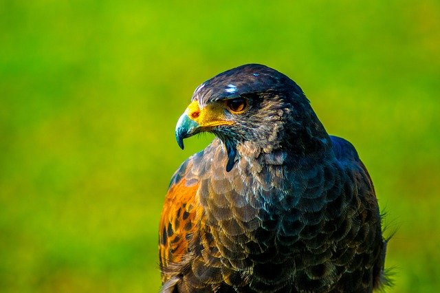 Free download Falco Hawk -  free photo or picture to be edited with GIMP online image editor