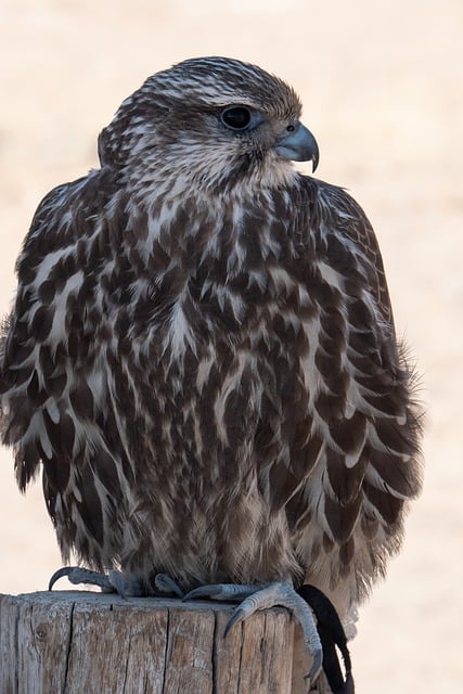 Free download falcon animal wildlife plumage free picture to be edited with GIMP free online image editor