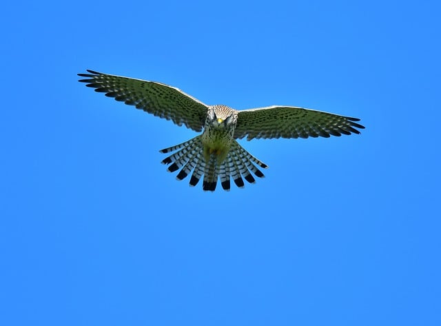 Free download falcon bird flying wing flight free picture to be edited with GIMP free online image editor